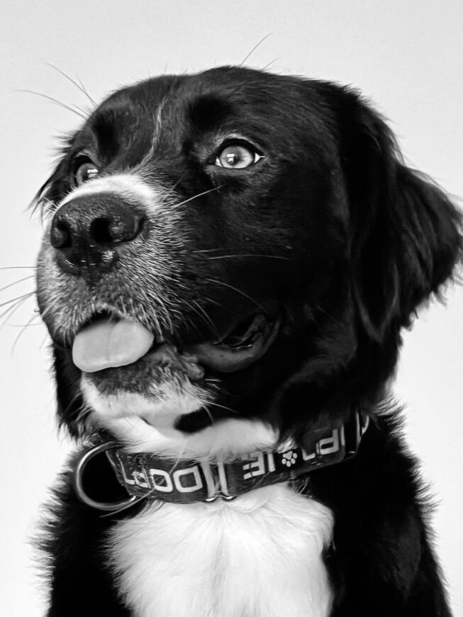 My Doggo